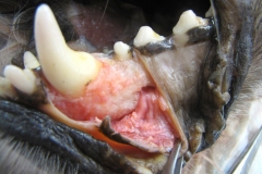 DT_Mid_Mental_Foramen