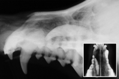 DT_Tooth_Nose