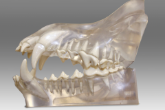 DT_canine_dentoform01