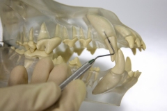 DT_sulcus_probe